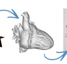 3Dӡ(w)MaterialiseƳ3DӡKģHeartPrint